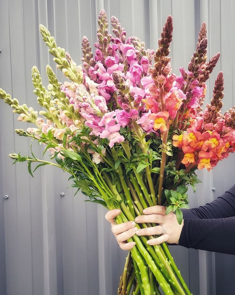 Gallery | Big Sky Flower Farm